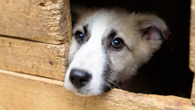 Doghouse